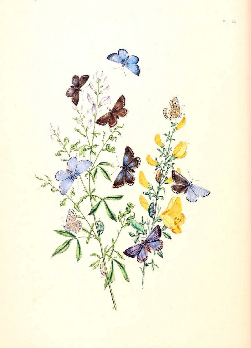 Dragable Image