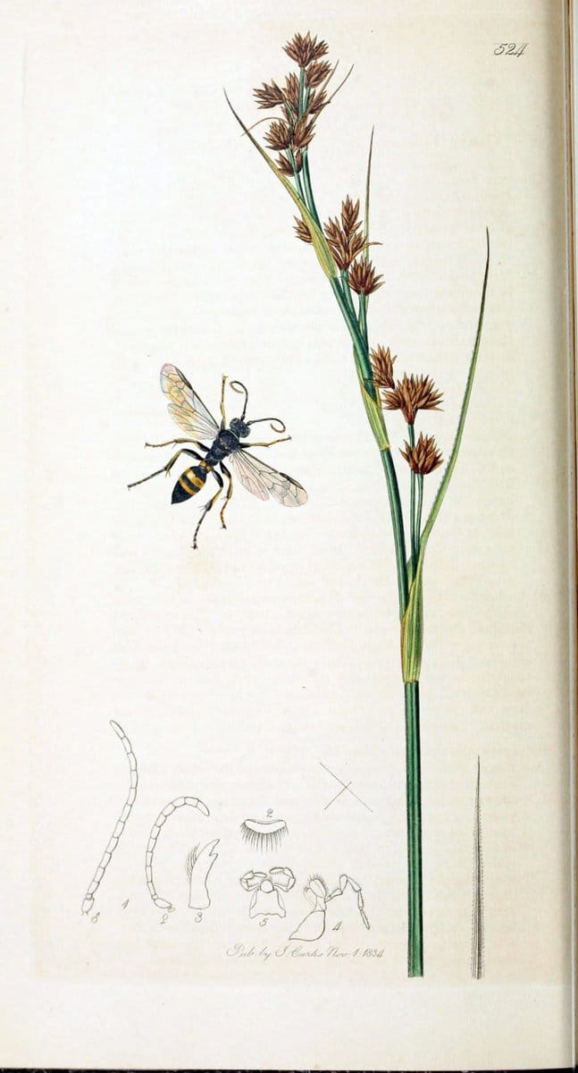 British entomology :.London,Printed for the author,1823-1840 [i.e. 1840].  | Botany "Great Britain" Insects "Pictorial works" | Vintage Print Reproduction 463748