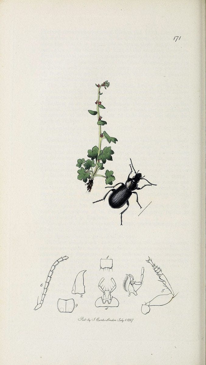 British entomology :.London,Printed for the author,1823-1840 [i.e. 1840].  | Botany "Great Britain" Insects "Pictorial works" | Vintage Print Reproduction 463749
