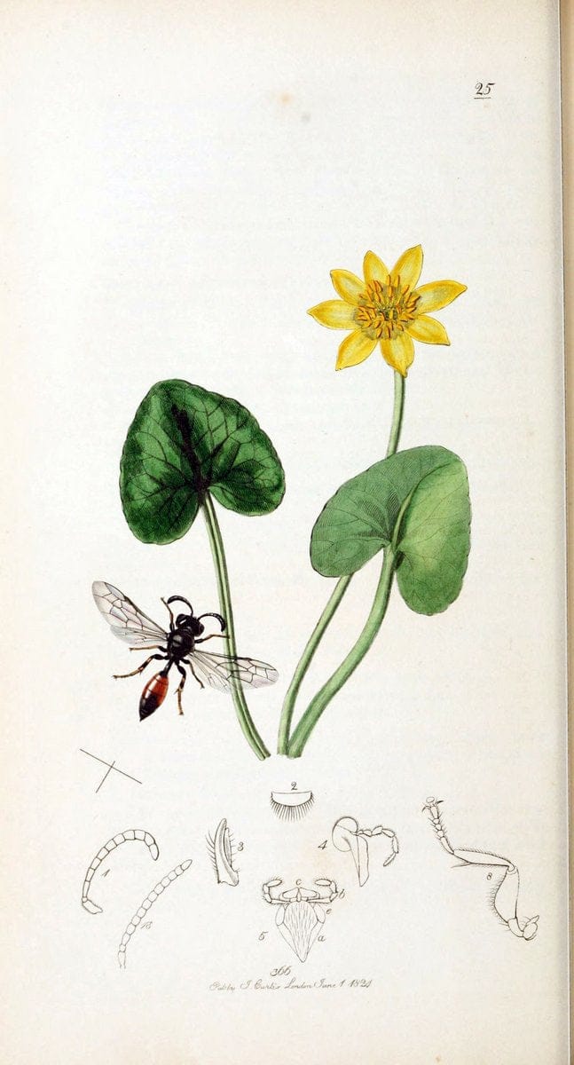 British entomology :.London,Printed for the author,1823-1840 [i.e. 1840].  | Botany "Great Britain" Insects "Pictorial works" | Vintage Print Reproduction 463750