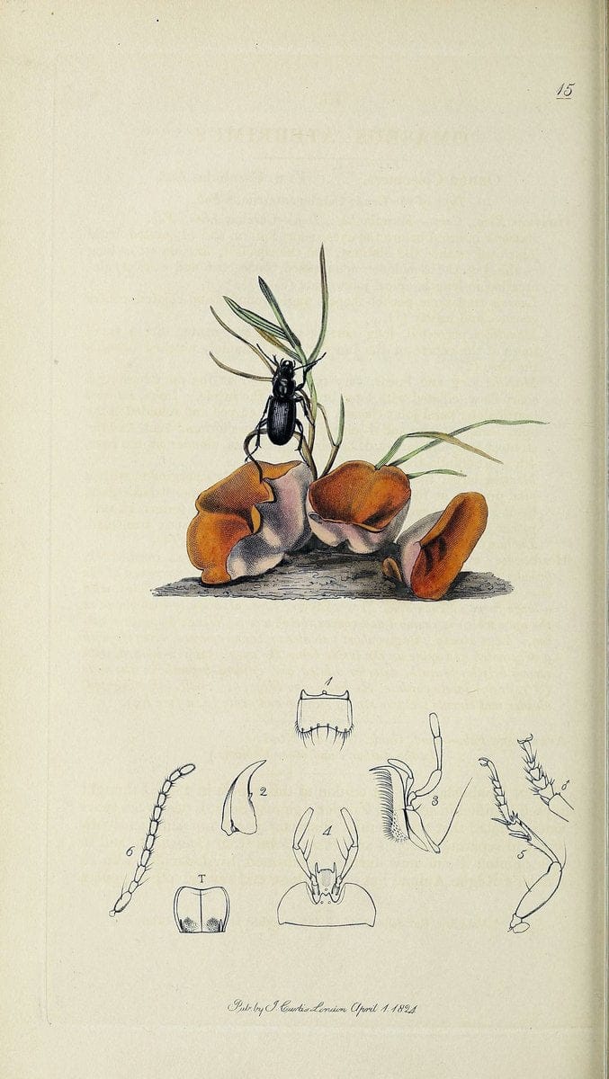 British entomology :.London,Printed for the author,1823-1840 [i.e. 1840].  | Botany "Great Britain" Insects "Pictorial works" | Vintage Print Reproduction 463751