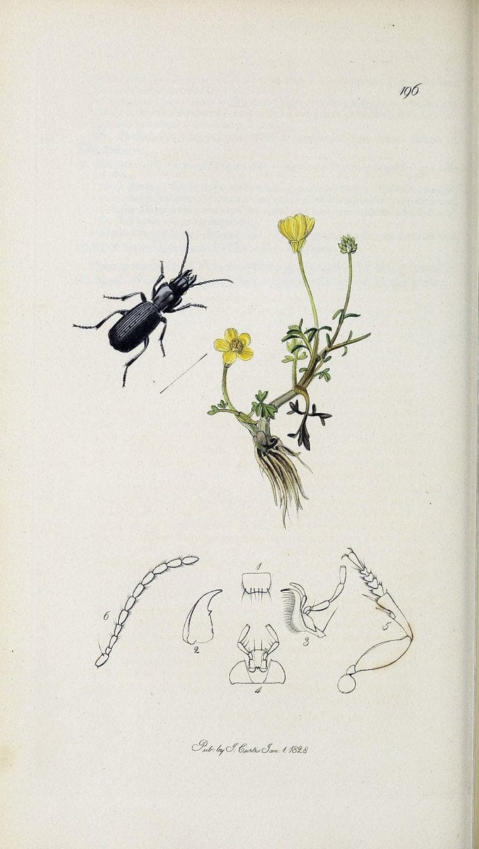 British entomology :.London,Printed for the author,1823-1840 [i.e. 1840].  | Botany "Great Britain" Insects "Pictorial works" | Vintage Print Reproduction 463753