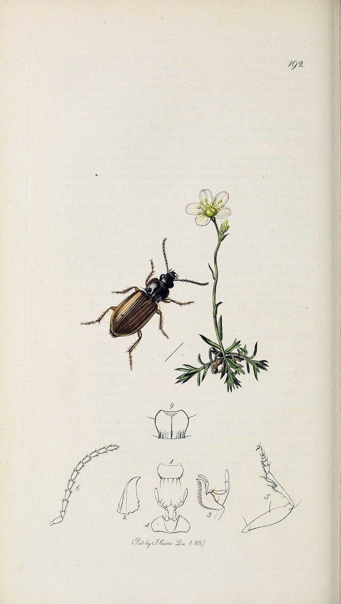 British entomology :.London,Printed for the author,1823-1840 [i.e. 1840].  | Botany "Great Britain" Insects "Pictorial works" | Vintage Print Reproduction 463755
