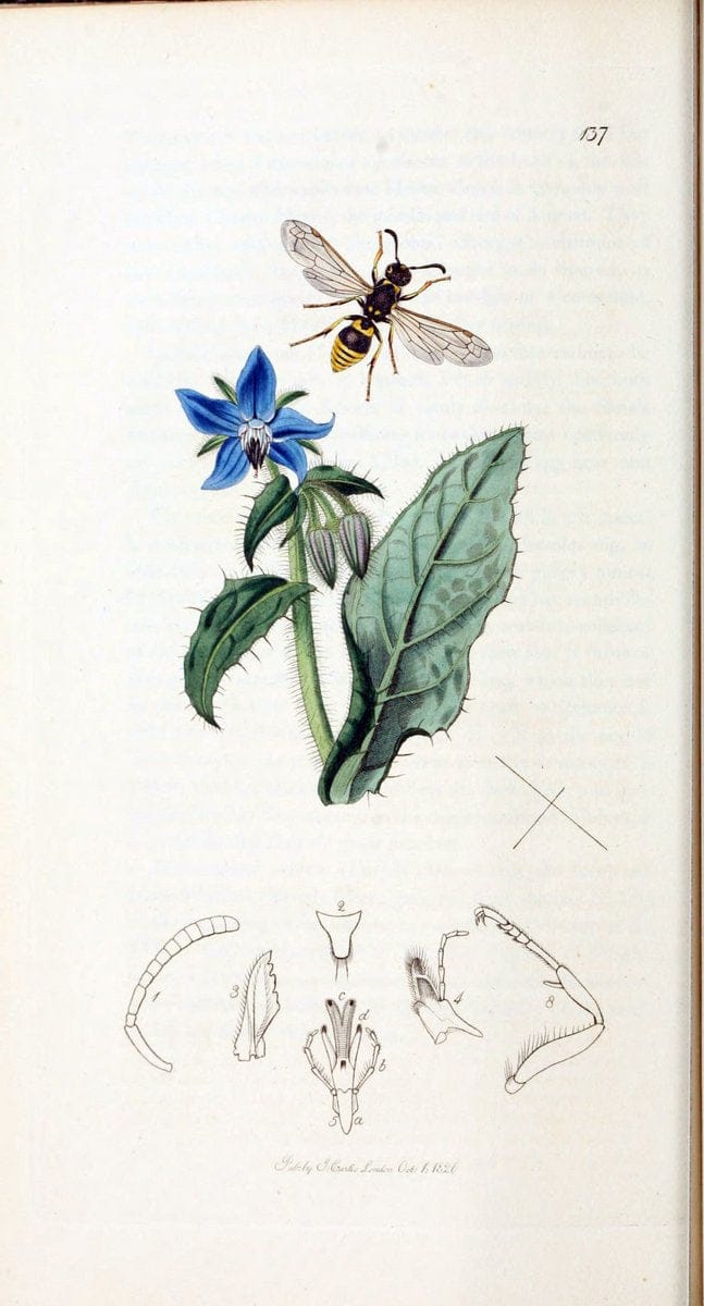 British entomology :.London,Printed for the author,1823-1840 [i.e. 1840].  | Botany "Great Britain" Insects "Pictorial works" | Vintage Print Reproduction 463756