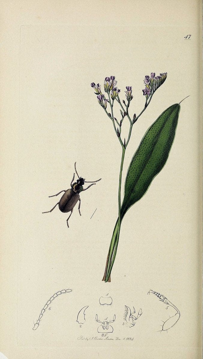 British entomology :.London,Printed for the author,1823-1840 [i.e. 1840].  | Botany "Great Britain" Insects "Pictorial works" | Vintage Print Reproduction 463757