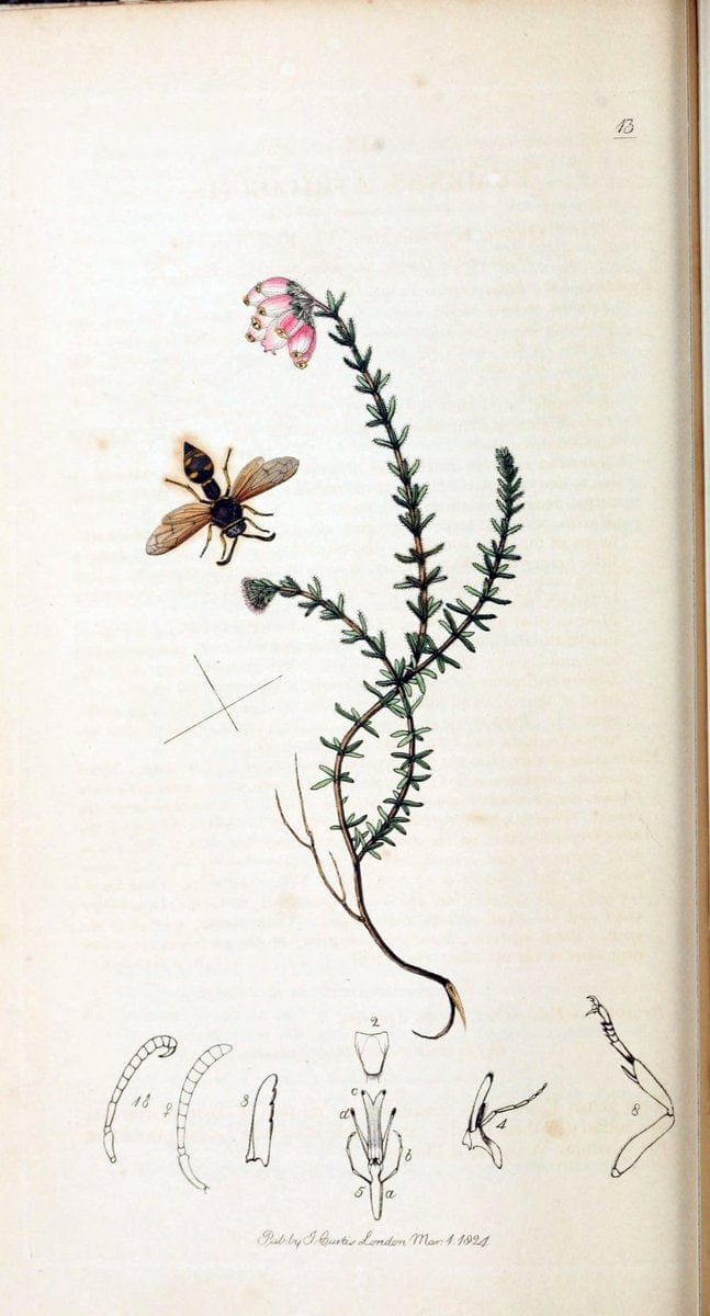 British entomology :.London,Printed for the author,1823-1840 [i.e. 1840].  | Botany "Great Britain" Insects "Pictorial works" | Vintage Print Reproduction 463758