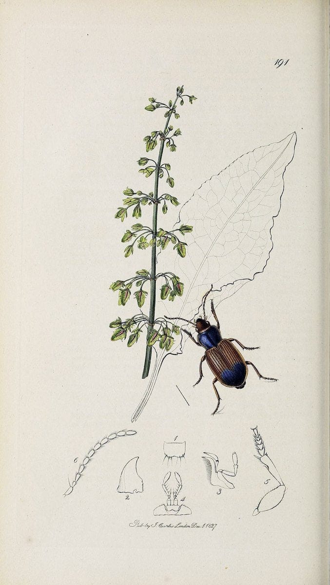 British entomology :.London,Printed for the author,1823-1840 [i.e. 1840].  | Botany "Great Britain" Insects "Pictorial works" | Vintage Print Reproduction 463759
