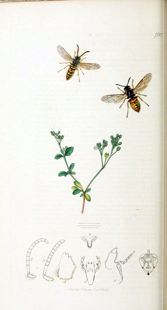British entomology :.London,Printed for the author,1823-1840 [i.e. 1840].  | Botany "Great Britain" Insects "Pictorial works" | Vintage Print Reproduction 463760