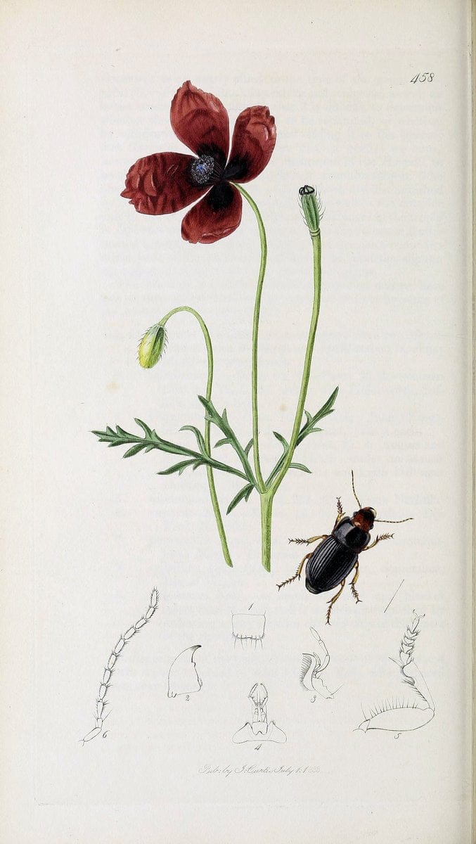 British entomology :.London,Printed for the author,1823-1840 [i.e. 1840].  | Botany "Great Britain" Insects "Pictorial works" | Vintage Print Reproduction 463761