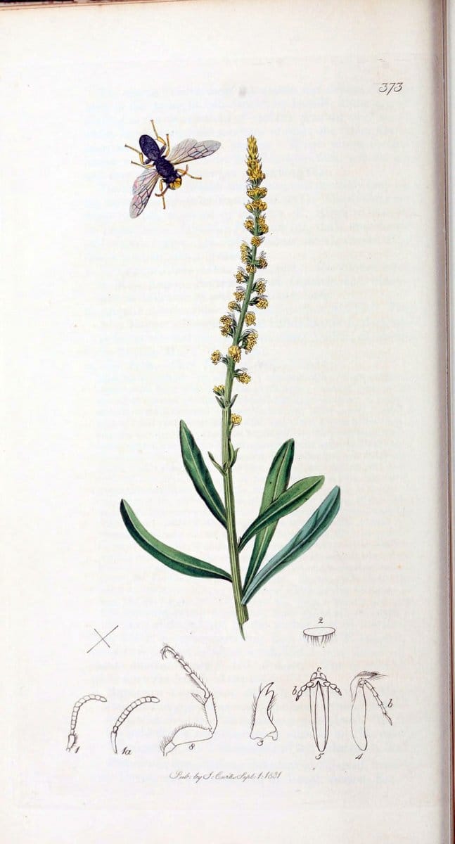 British entomology :.London,Printed for the author,1823-1840 [i.e. 1840].  | Botany "Great Britain" Insects "Pictorial works" | Vintage Print Reproduction 463762