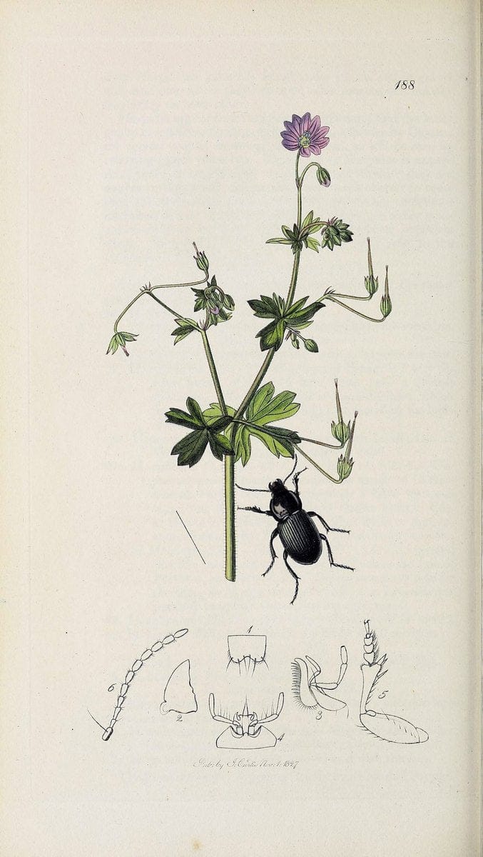 British entomology :.London,Printed for the author,1823-1840 [i.e. 1840].  | Botany "Great Britain" Insects "Pictorial works" | Vintage Print Reproduction 463763