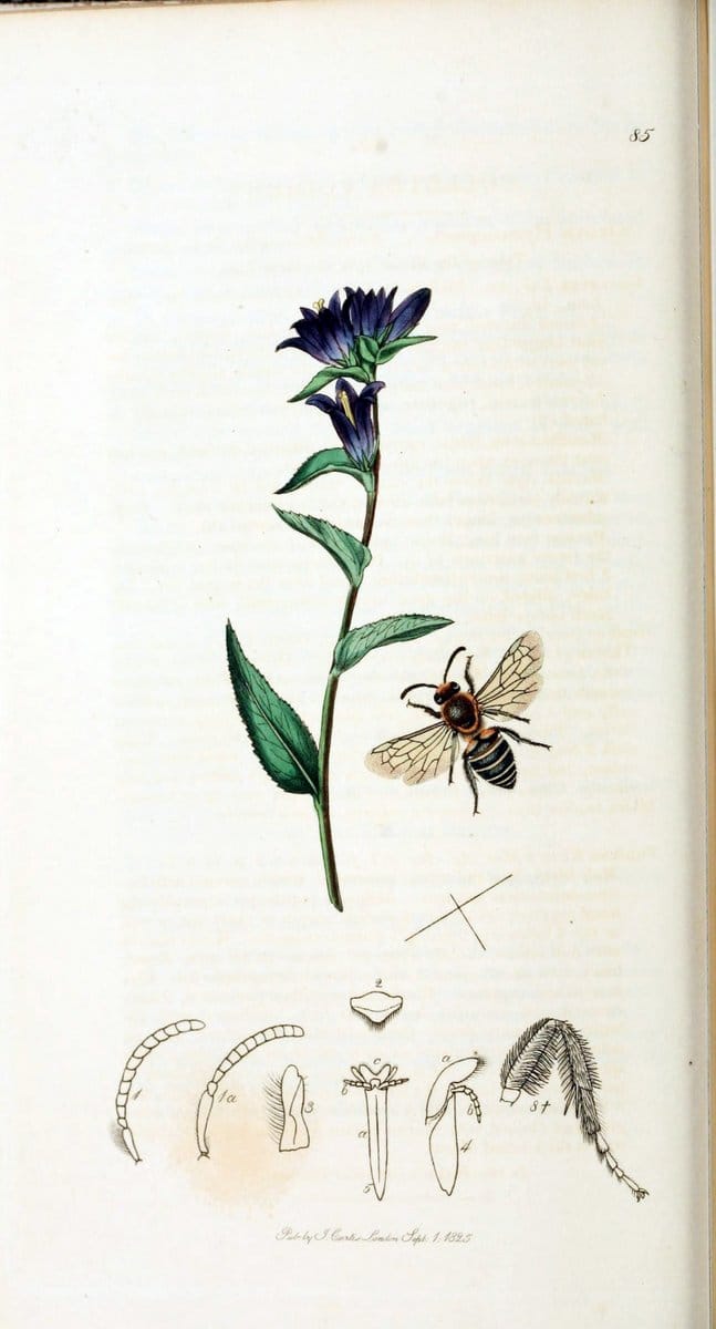 British entomology :.London,Printed for the author,1823-1840 [i.e. 1840].  | Botany "Great Britain" Insects "Pictorial works" | Vintage Print Reproduction 463764