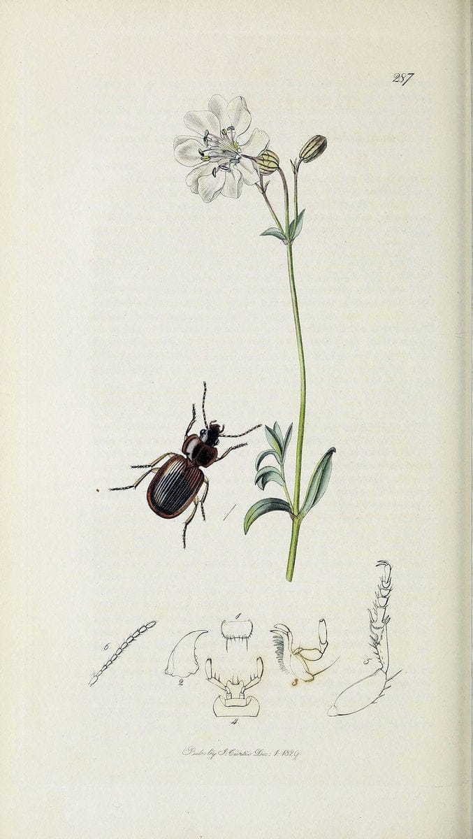 British entomology :.London,Printed for the author,1823-1840 [i.e. 1840].  | Botany "Great Britain" Insects "Pictorial works" | Vintage Print Reproduction 463765