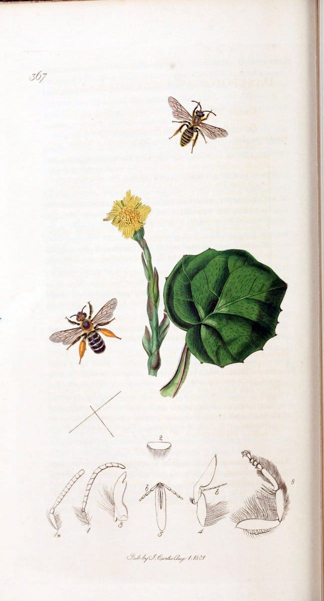 British entomology :.London,Printed for the author,1823-1840 [i.e. 1840].  | Botany "Great Britain" Insects "Pictorial works" | Vintage Print Reproduction 463766