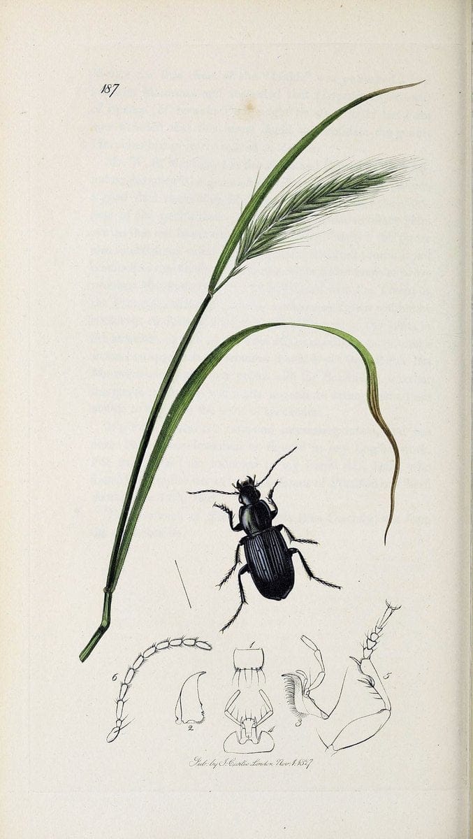 British entomology :.London,Printed for the author,1823-1840 [i.e. 1840].  | Botany "Great Britain" Insects "Pictorial works" | Vintage Print Reproduction 463767