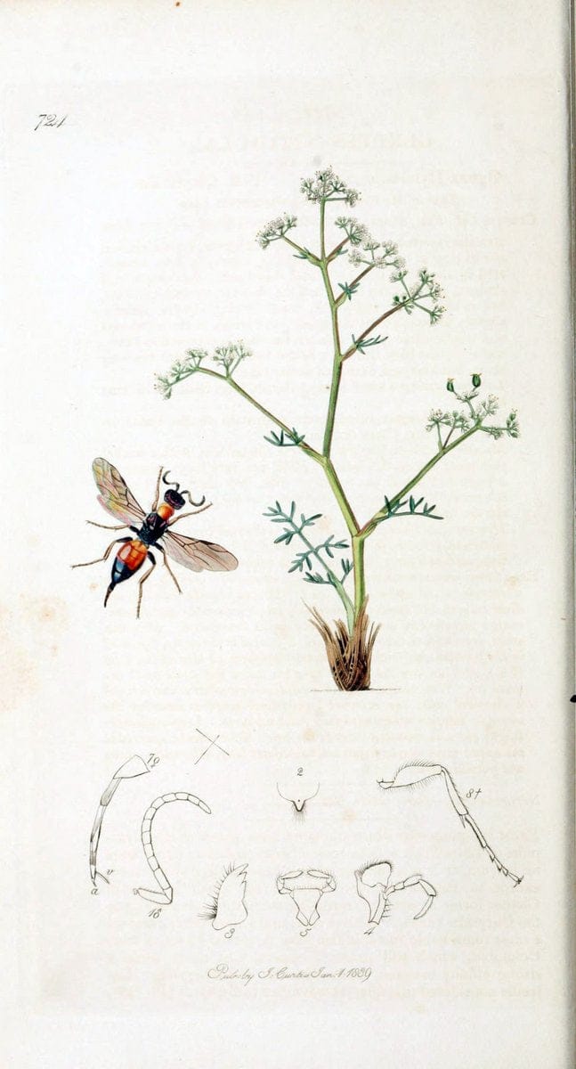 British entomology :.London,Printed for the author,1823-1840 [i.e. 1840].  | Botany "Great Britain" Insects "Pictorial works" | Vintage Print Reproduction 463768