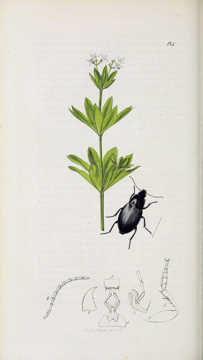 British entomology :.London,Printed for the author,1823-1840 [i.e. 1840].  | Botany "Great Britain" Insects "Pictorial works" | Vintage Print Reproduction 463770