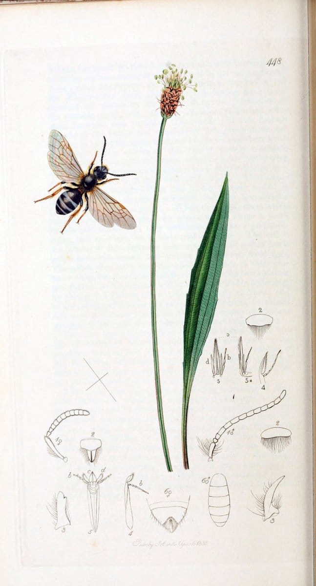 British entomology :.London,Printed for the author,1823-1840 [i.e. 1840].  | Botany "Great Britain" Insects "Pictorial works" | Vintage Print Reproduction 463771