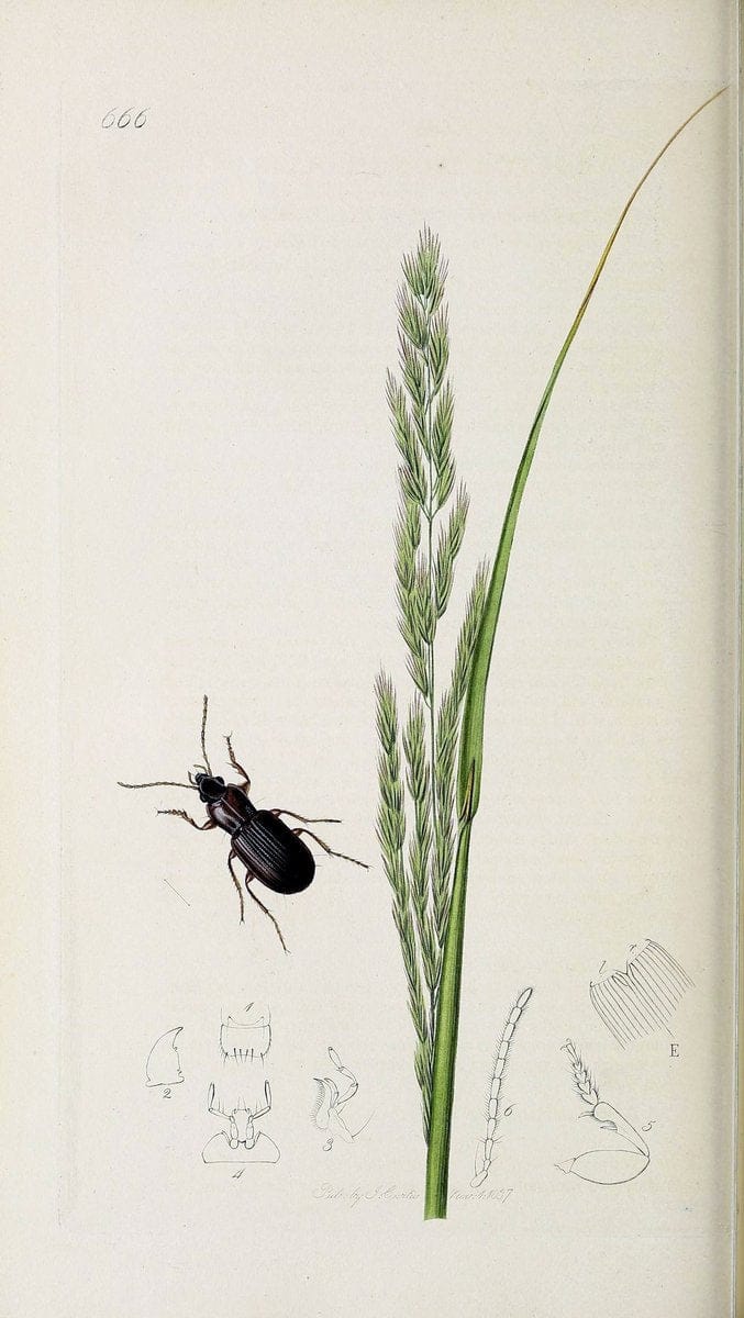 British entomology :.London,Printed for the author,1823-1840 [i.e. 1840].  | Botany "Great Britain" Insects "Pictorial works" | Vintage Print Reproduction 463772