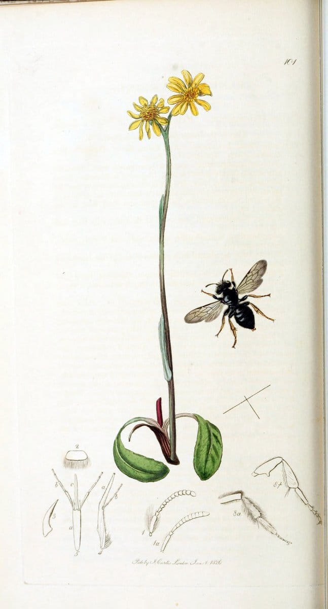 British entomology :.London,Printed for the author,1823-1840 [i.e. 1840].  | Botany "Great Britain" Insects "Pictorial works" | Vintage Print Reproduction 463773