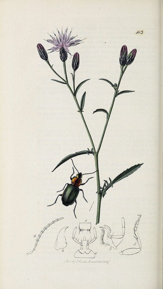 British entomology :.London,Printed for the author,1823-1840 [i.e. 1840].  | Botany "Great Britain" Insects "Pictorial works" | Vintage Print Reproduction 463774