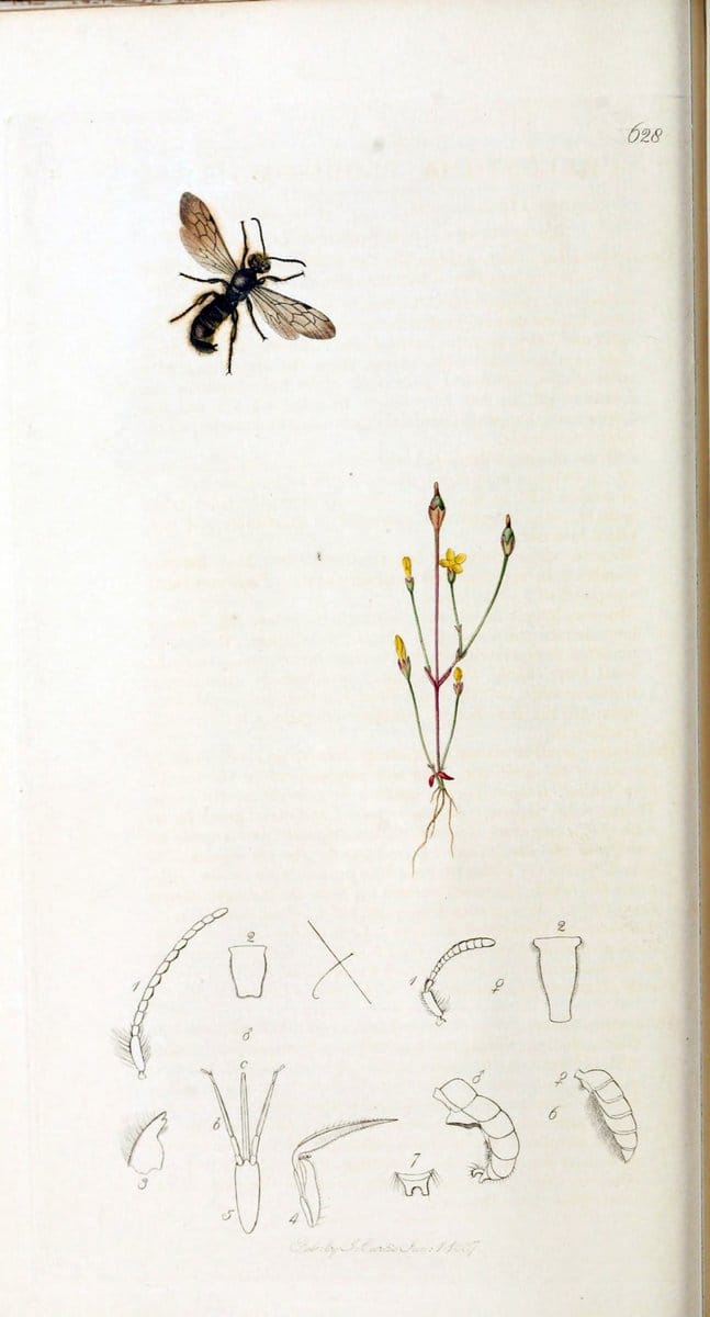 British entomology :.London,Printed for the author,1823-1840 [i.e. 1840].  | Botany "Great Britain" Insects "Pictorial works" | Vintage Print Reproduction 463775