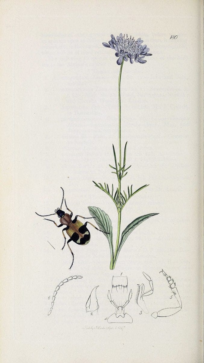 British entomology :.London,Printed for the author,1823-1840 [i.e. 1840].  | Botany "Great Britain" Insects "Pictorial works" | Vintage Print Reproduction 463776