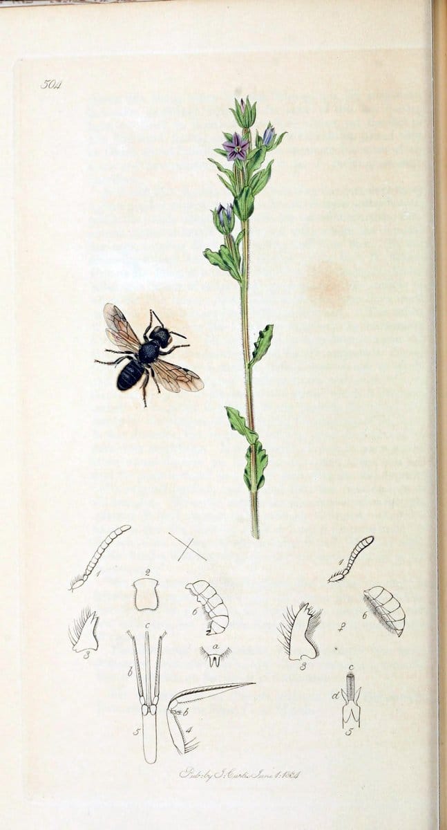 British entomology :.London,Printed for the author,1823-1840 [i.e. 1840].  | Botany "Great Britain" Insects "Pictorial works" | Vintage Print Reproduction 463777