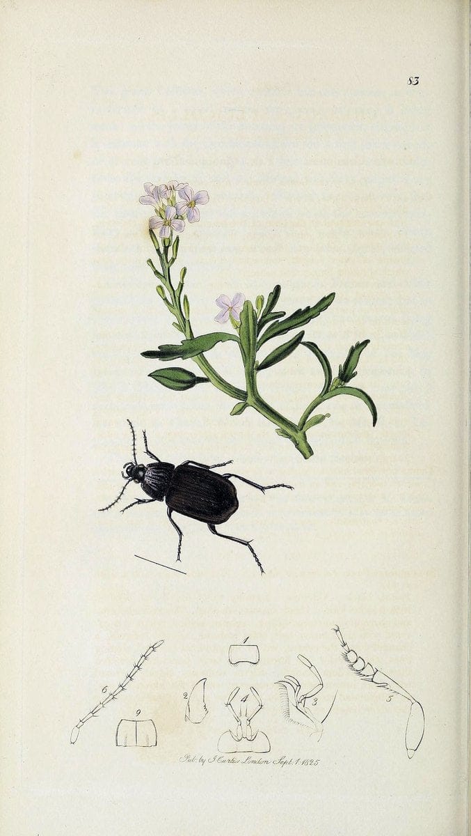 British entomology :.London,Printed for the author,1823-1840 [i.e. 1840].  | Botany "Great Britain" Insects "Pictorial works" | Vintage Print Reproduction 463778