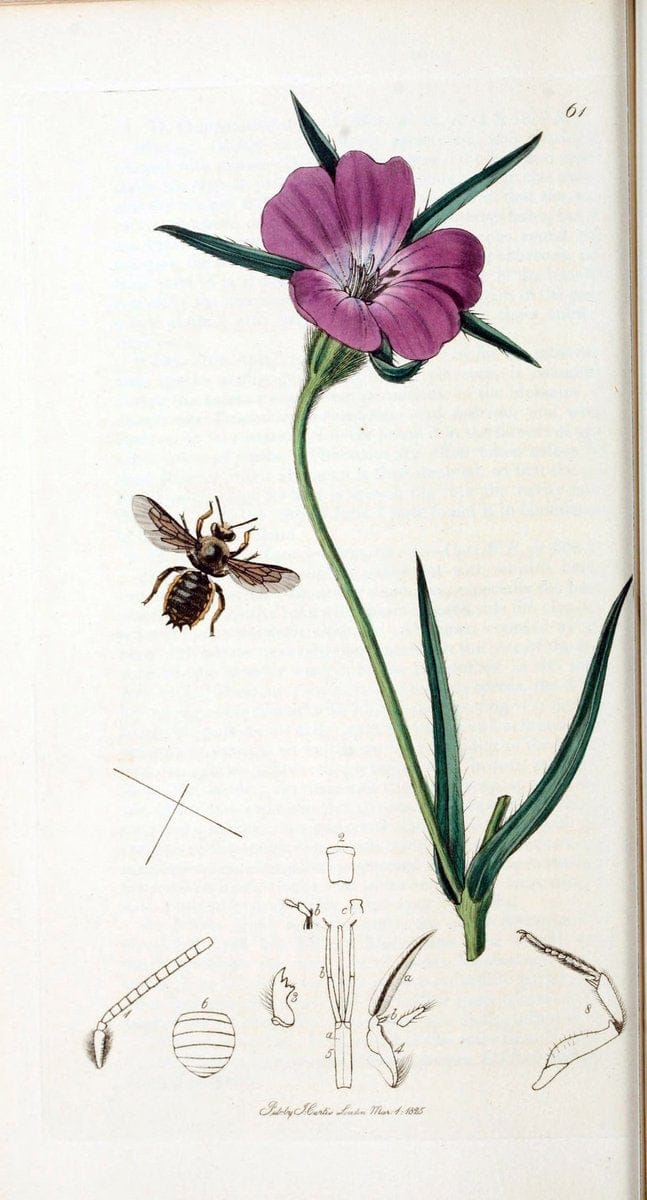 British entomology :.London,Printed for the author,1823-1840 [i.e. 1840].  | Botany "Great Britain" Insects "Pictorial works" | Vintage Print Reproduction 463779