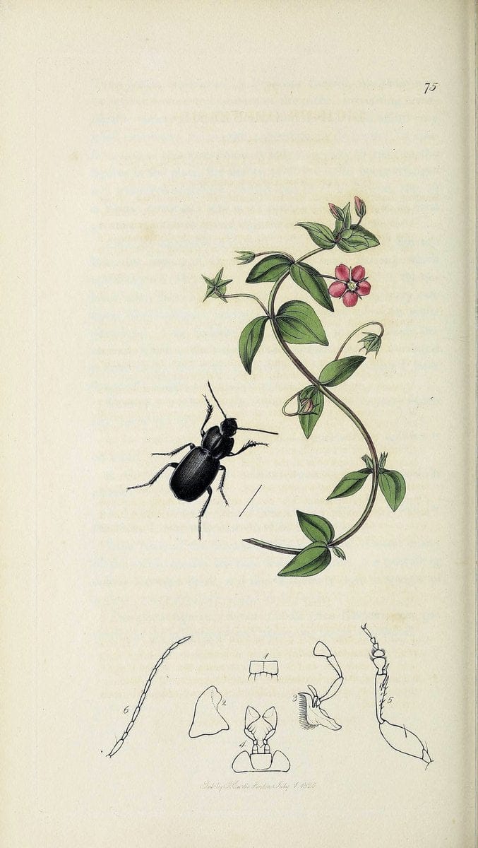 British entomology :.London,Printed for the author,1823-1840 [i.e. 1840].  | Botany "Great Britain" Insects "Pictorial works" | Vintage Print Reproduction 463780