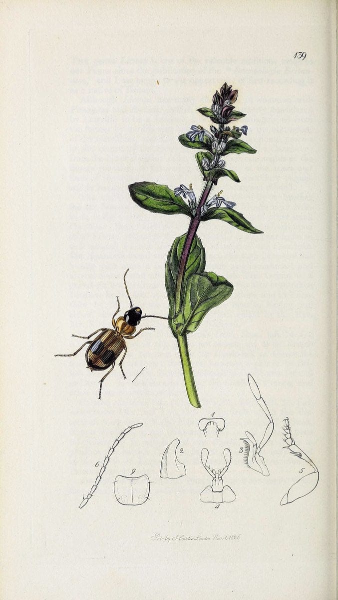 British entomology :.London,Printed for the author,1823-1840 [i.e. 1840].  | Botany "Great Britain" Insects "Pictorial works" | Vintage Print Reproduction 463782