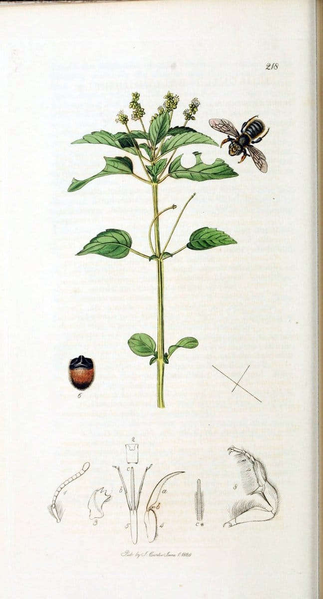 British entomology :.London,Printed for the author,1823-1840 [i.e. 1840].  | Botany "Great Britain" Insects "Pictorial works" | Vintage Print Reproduction 463783