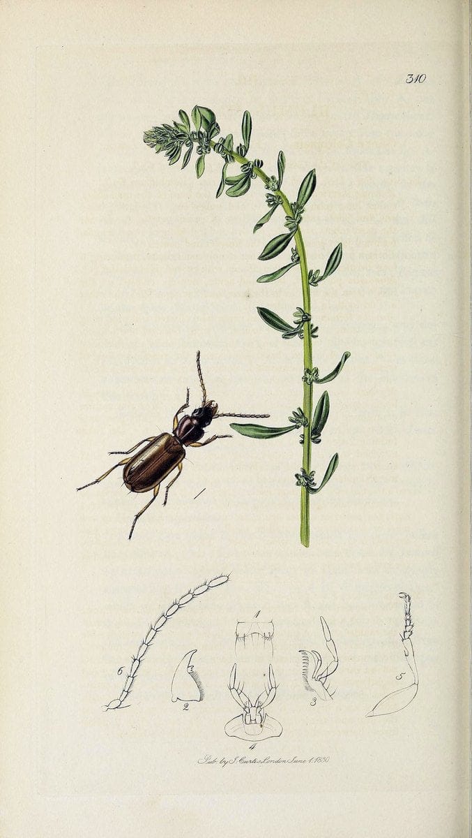 British entomology :.London,Printed for the author,1823-1840 [i.e. 1840].  | Botany "Great Britain" Insects "Pictorial works" | Vintage Print Reproduction 463784