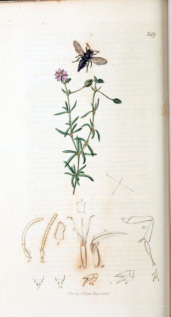 British entomology :.London,Printed for the author,1823-1840 [i.e. 1840].  | Botany "Great Britain" Insects "Pictorial works" | Vintage Print Reproduction 463785