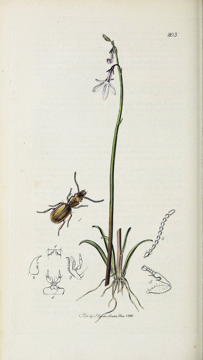 British entomology :.London,Printed for the author,1823-1840 [i.e. 1840].  | Botany "Great Britain" Insects "Pictorial works" | Vintage Print Reproduction 463786