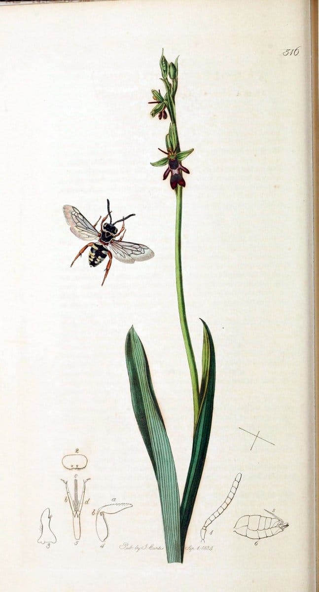British entomology :.London,Printed for the author,1823-1840 [i.e. 1840].  | Botany "Great Britain" Insects "Pictorial works" | Vintage Print Reproduction 463787