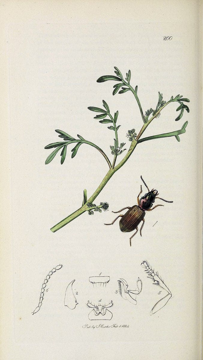 British entomology :.London,Printed for the author,1823-1840 [i.e. 1840].  | Botany "Great Britain" Insects "Pictorial works" | Vintage Print Reproduction 463788