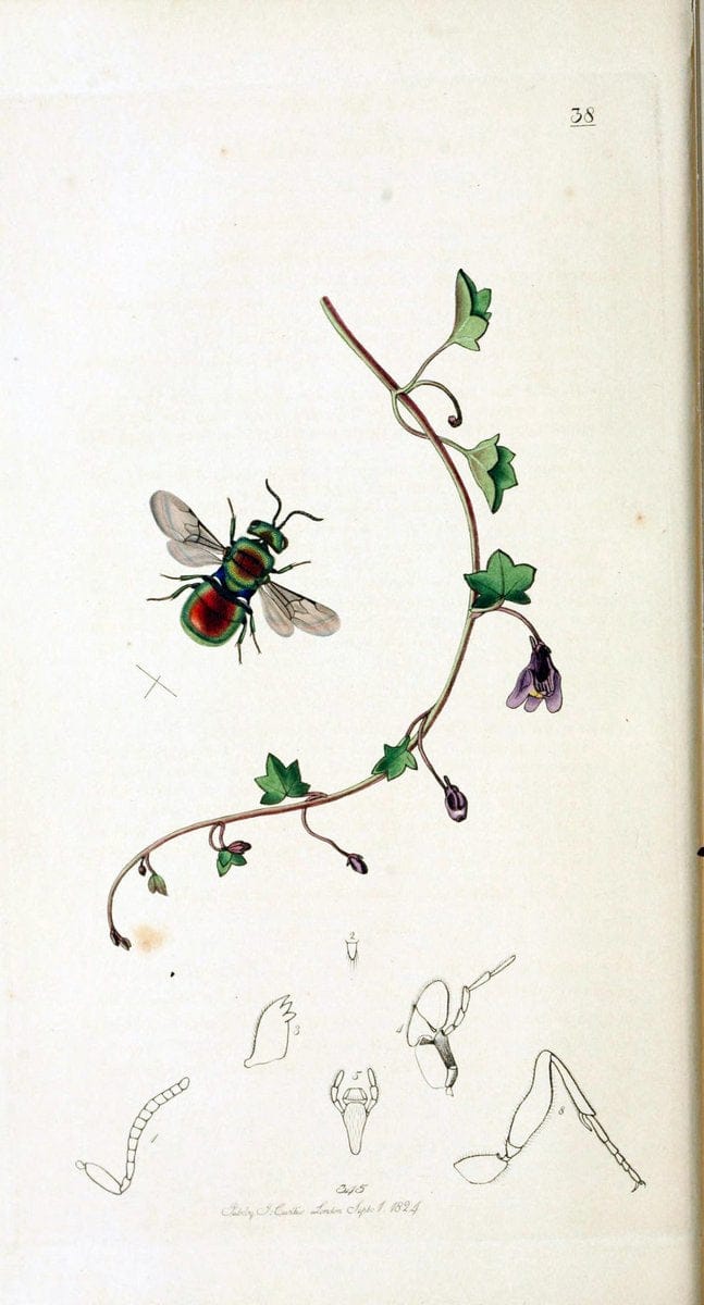 British entomology :.London,Printed for the author,1823-1840 [i.e. 1840].  | Botany "Great Britain" Insects "Pictorial works" | Vintage Print Reproduction 463789