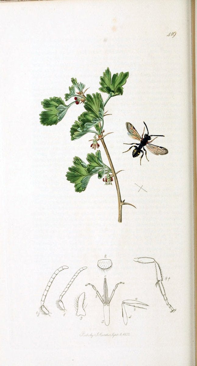 British entomology :.London,Printed for the author,1823-1840 [i.e. 1840].  | Botany "Great Britain" Insects "Pictorial works" | Vintage Print Reproduction 463790