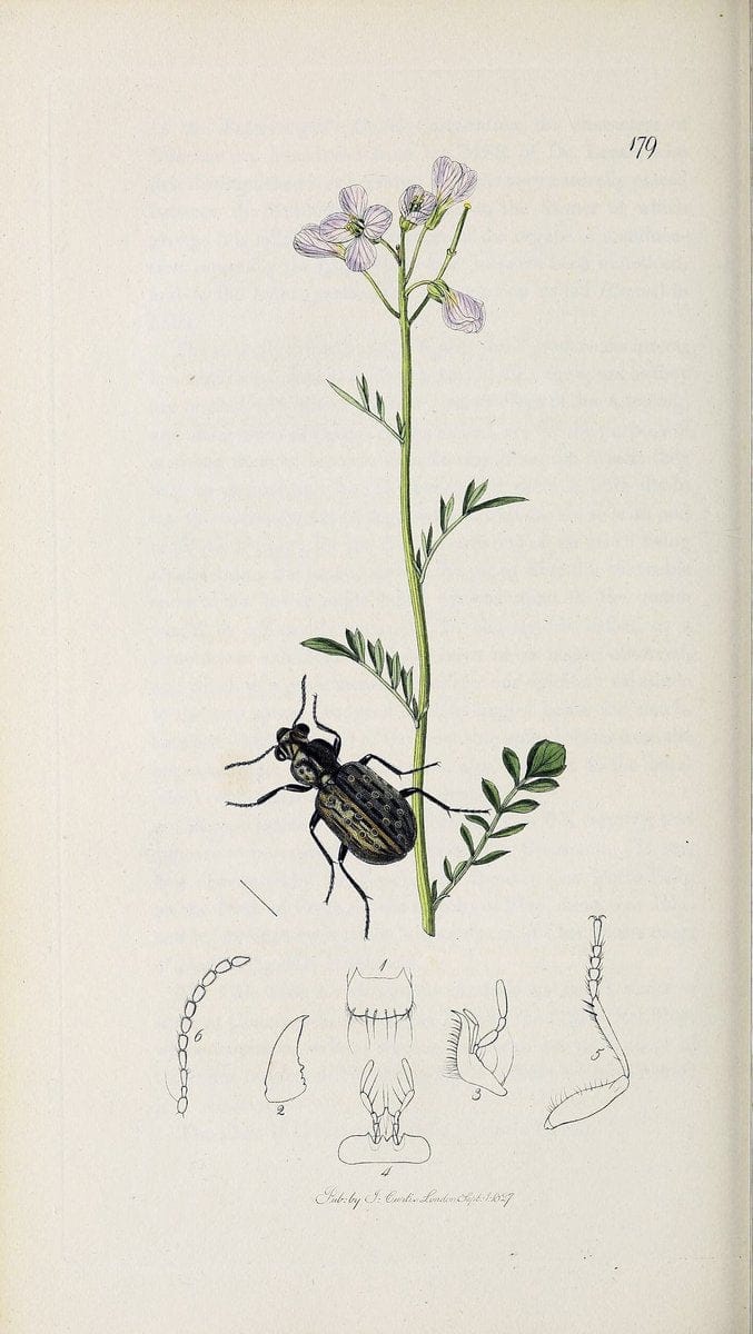 British entomology :.London,Printed for the author,1823-1840 [i.e. 1840].  | Botany "Great Britain" Insects "Pictorial works" | Vintage Print Reproduction 463791