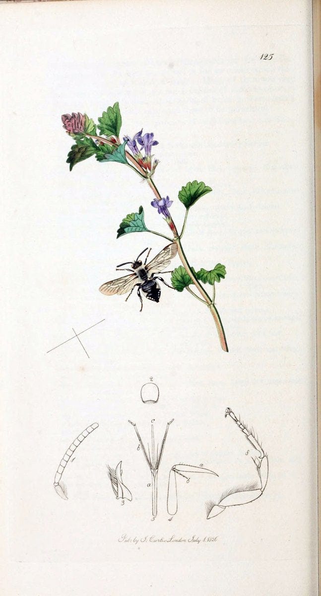 British entomology :.London,Printed for the author,1823-1840 [i.e. 1840].  | Botany "Great Britain" Insects "Pictorial works" | Vintage Print Reproduction 463792