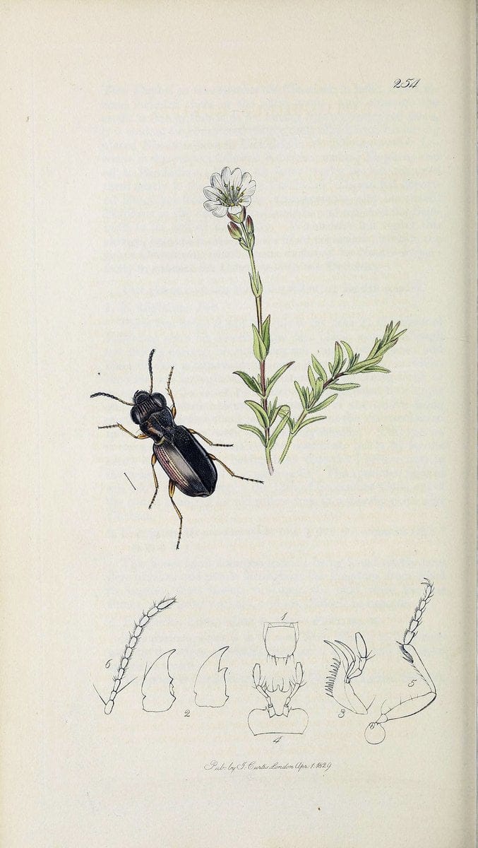 British entomology :.London,Printed for the author,1823-1840 [i.e. 1840].  | Botany "Great Britain" Insects "Pictorial works" | Vintage Print Reproduction 463793