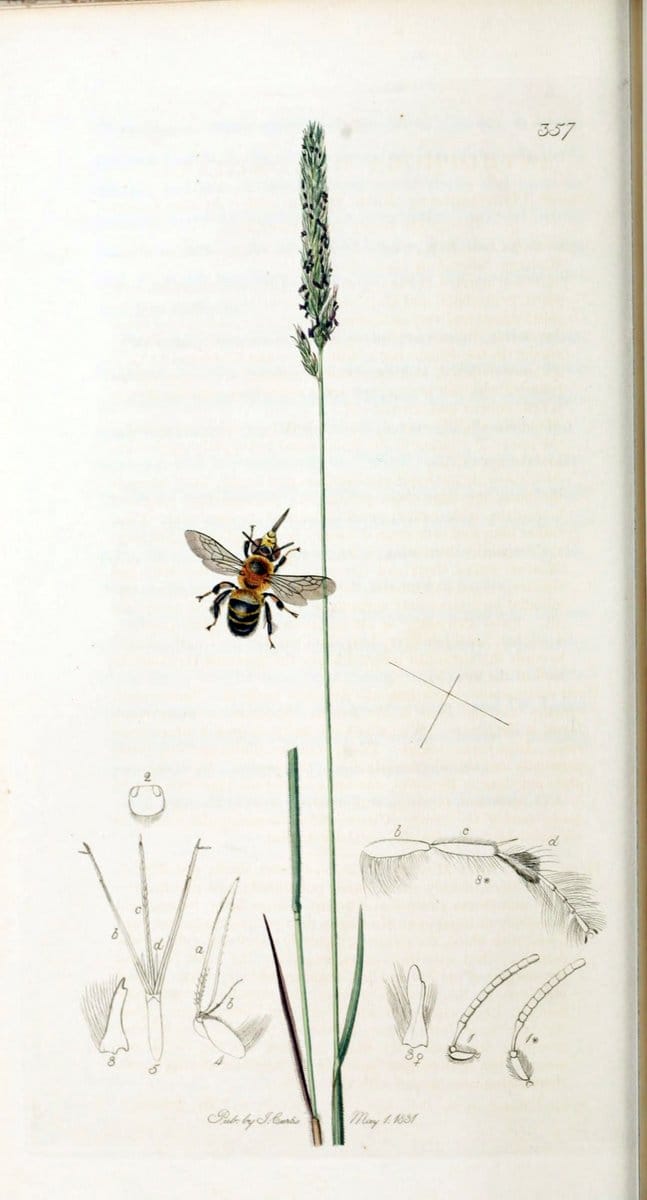 British entomology :.London,Printed for the author,1823-1840 [i.e. 1840].  | Botany "Great Britain" Insects "Pictorial works" | Vintage Print Reproduction 463794