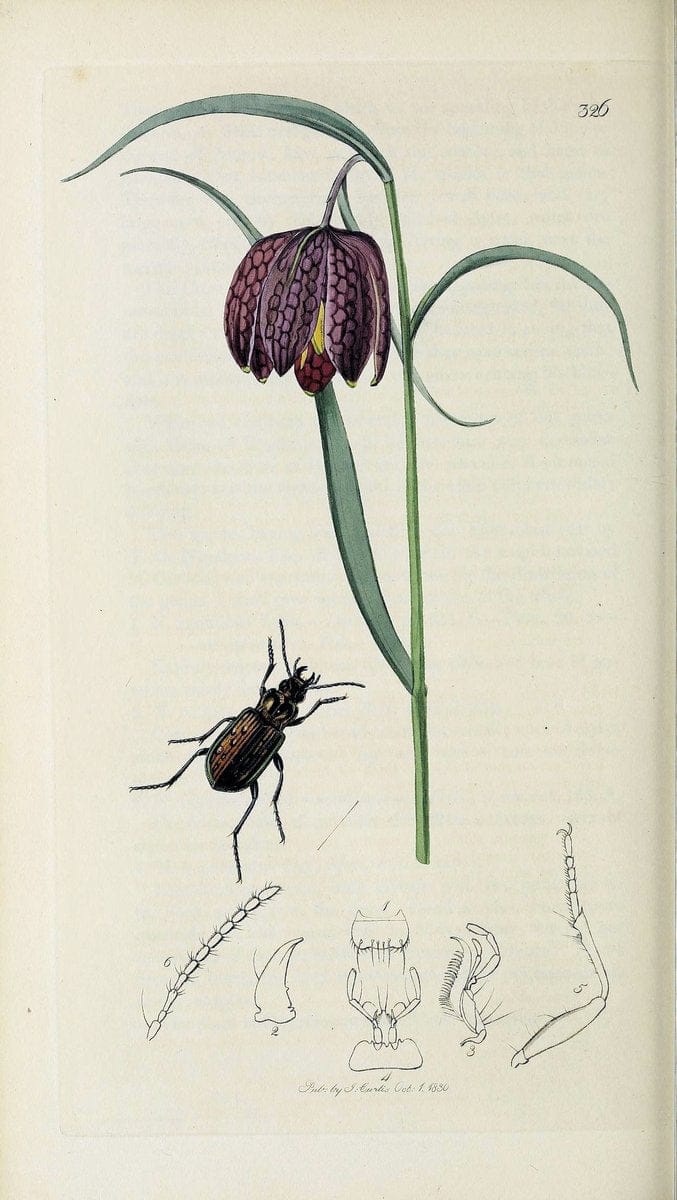 British entomology :.London,Printed for the author,1823-1840 [i.e. 1840].  | Botany "Great Britain" Insects "Pictorial works" | Vintage Print Reproduction 463795