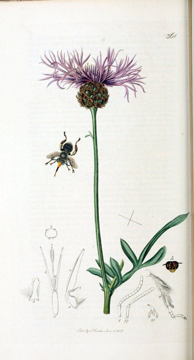 British entomology :.London,Printed for the author,1823-1840 [i.e. 1840].  | Botany "Great Britain" Insects "Pictorial works" | Vintage Print Reproduction 463796
