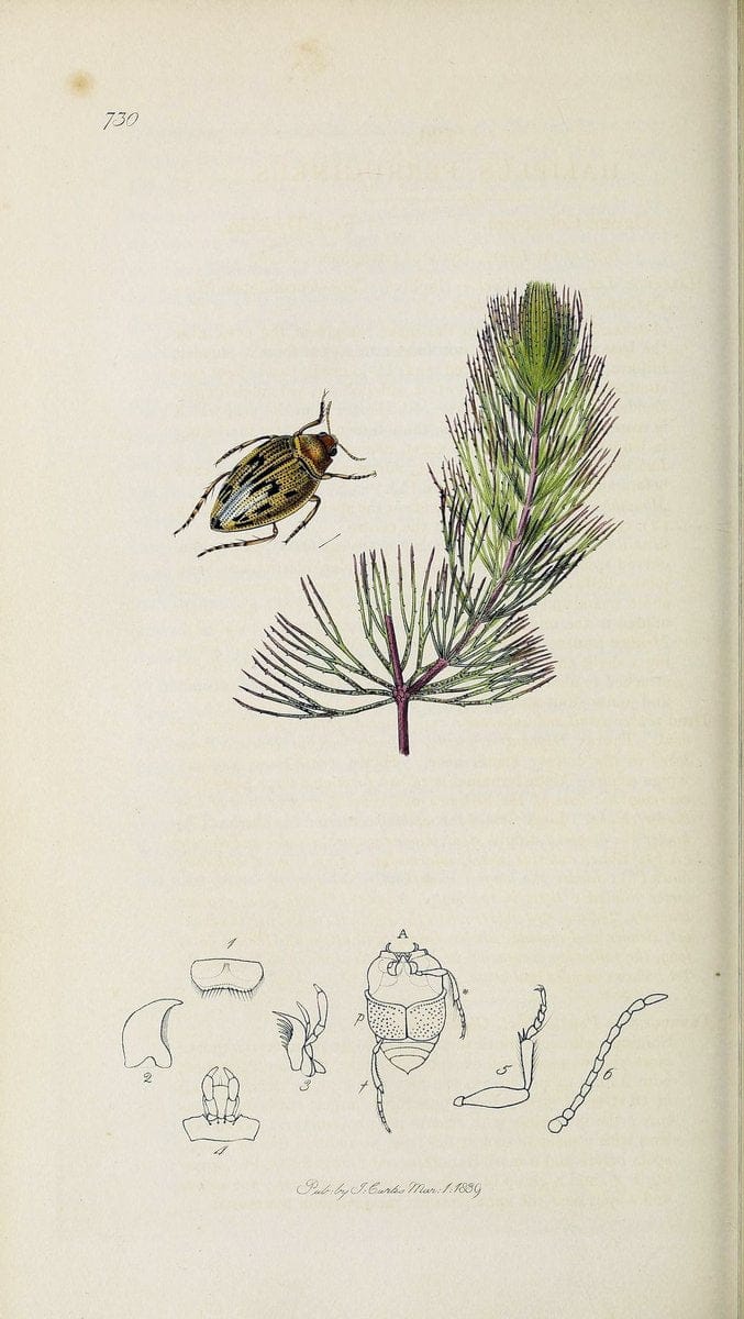 British entomology :.London,Printed for the author,1823-1840 [i.e. 1840].  | Botany "Great Britain" Insects "Pictorial works" | Vintage Print Reproduction 463797