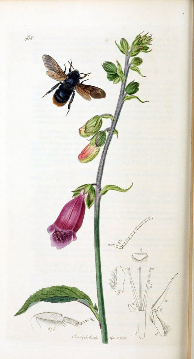 British entomology :.London,Printed for the author,1823-1840 [i.e. 1840].  | Botany "Great Britain" Insects "Pictorial works" | Vintage Print Reproduction 463798