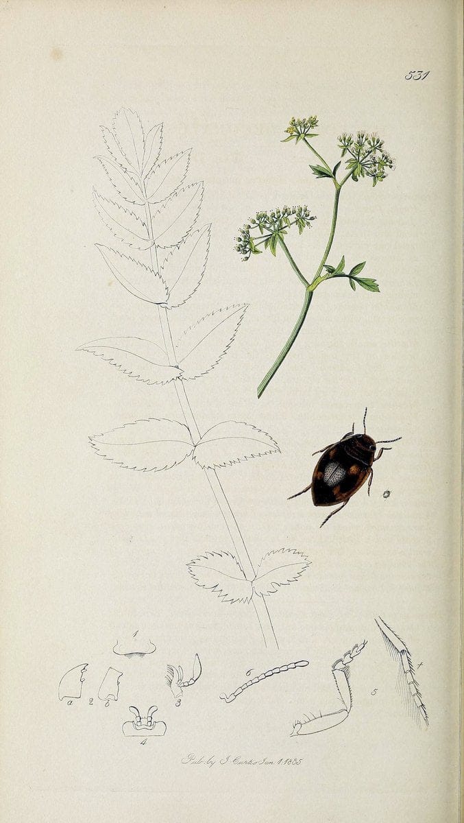 British entomology :.London,Printed for the author,1823-1840 [i.e. 1840].  | Botany "Great Britain" Insects "Pictorial works" | Vintage Print Reproduction 463799