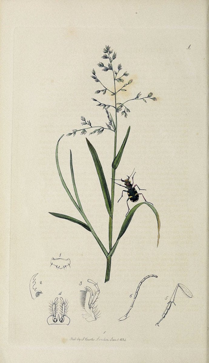 British entomology :.London,Printed for the author,1823-1840 [i.e. 1840].  | Botany "Great Britain" Insects "Pictorial works" | Vintage Print Reproduction 463800